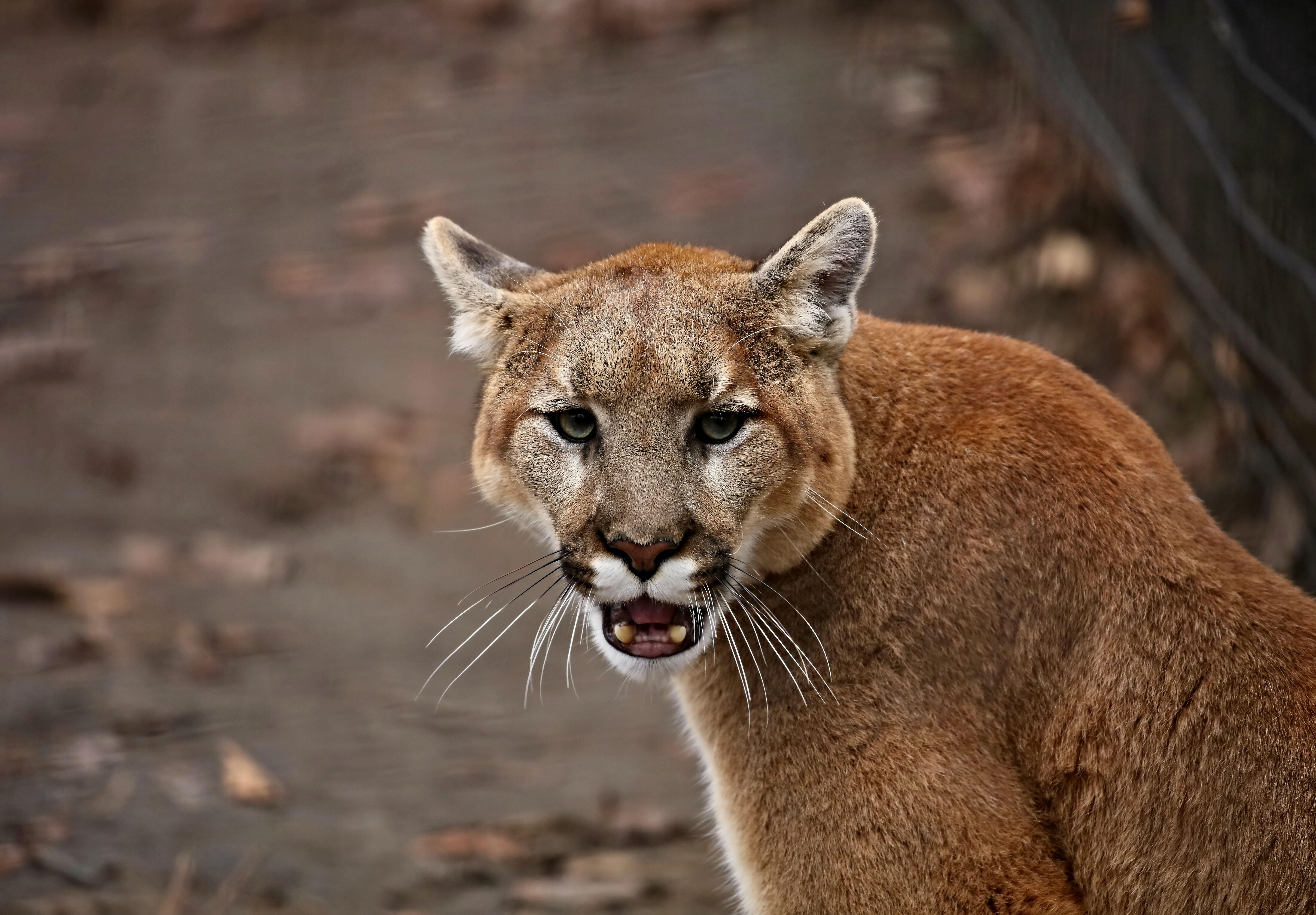 Cougar Spotted Prowling Minnesota Neighborhood | iHeart