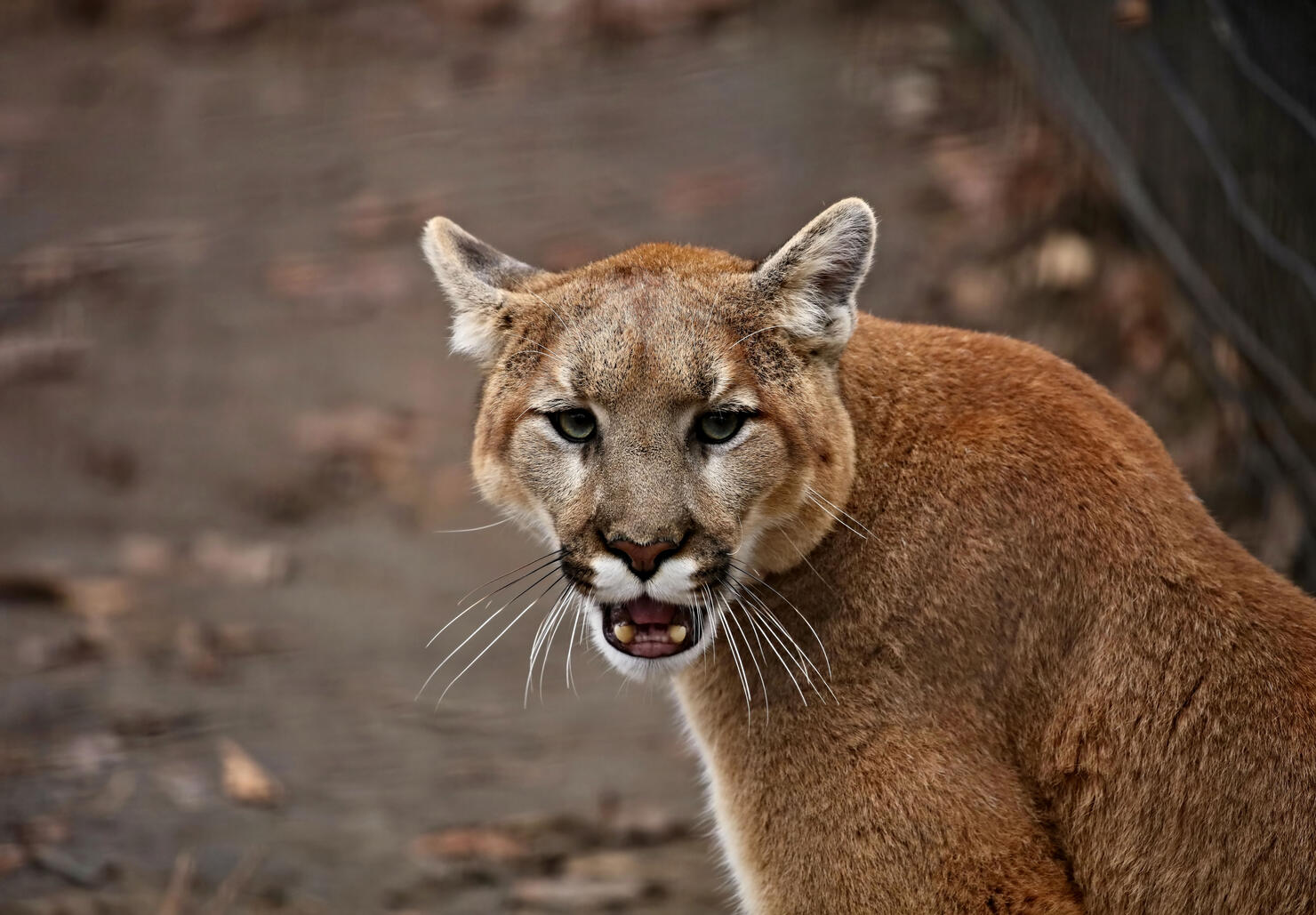 The cougar (Puma concolor) in the ZOO