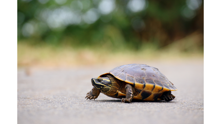 Turtle walking on the way