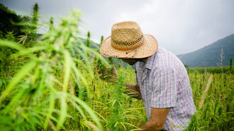 Oil Conspiracy / Marijuana & Health