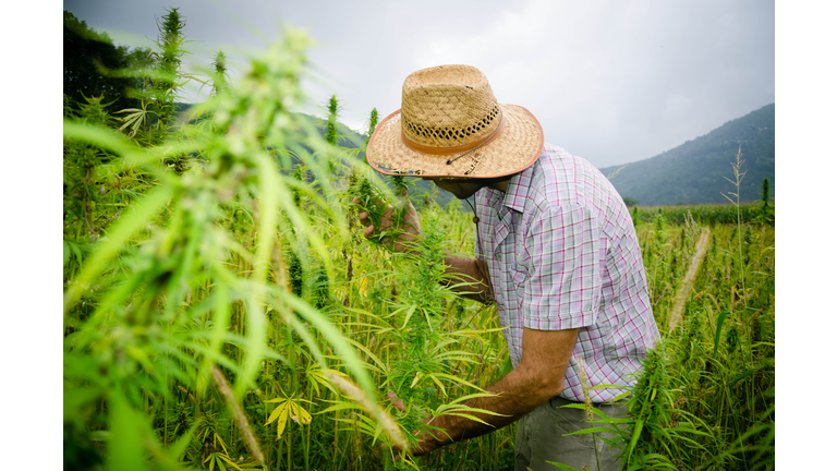 Oil Conspiracy / Marijuana & Health