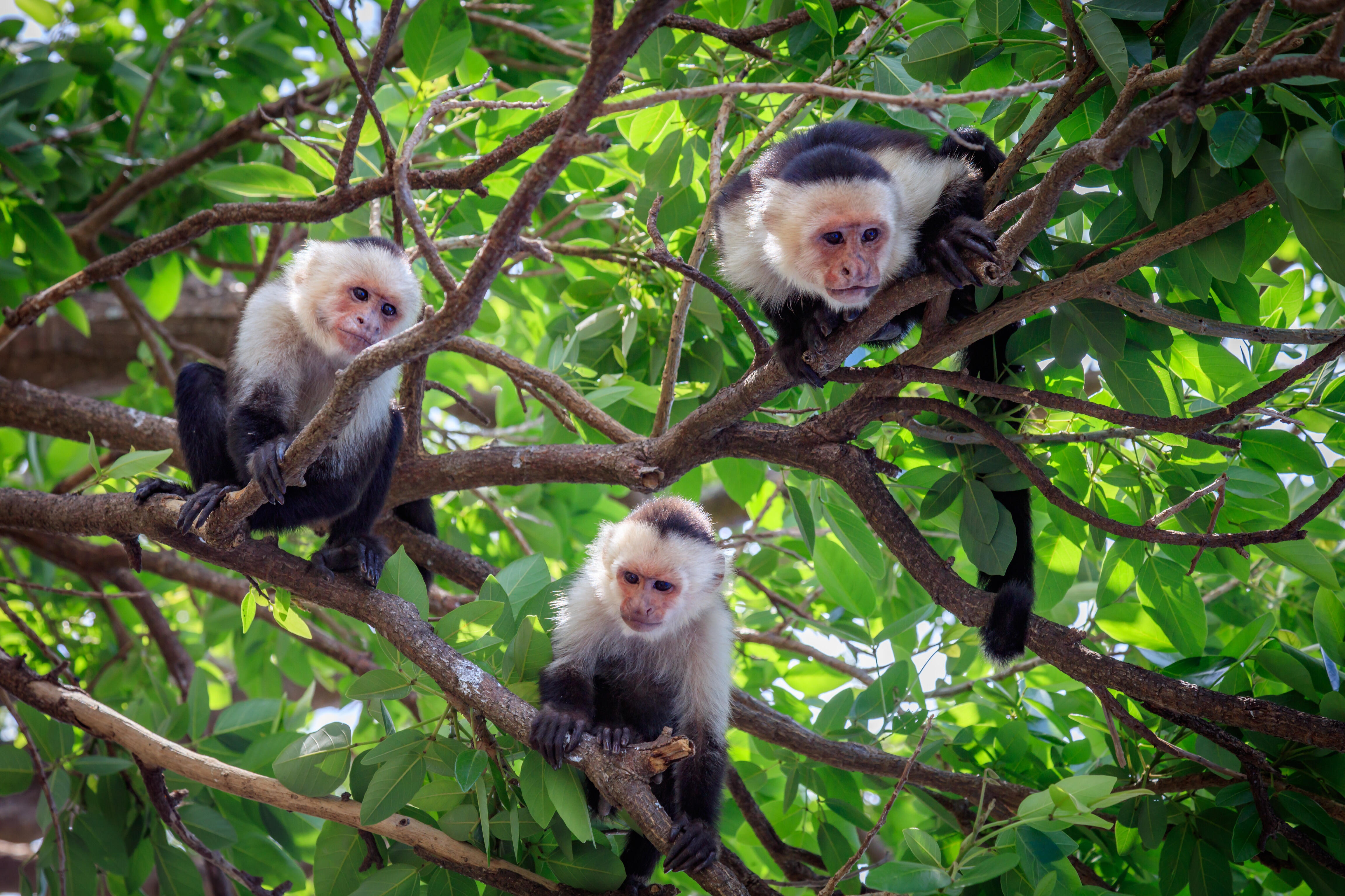 Residents Warned To Lock Doors After 40 Monkeys Escape Research ...