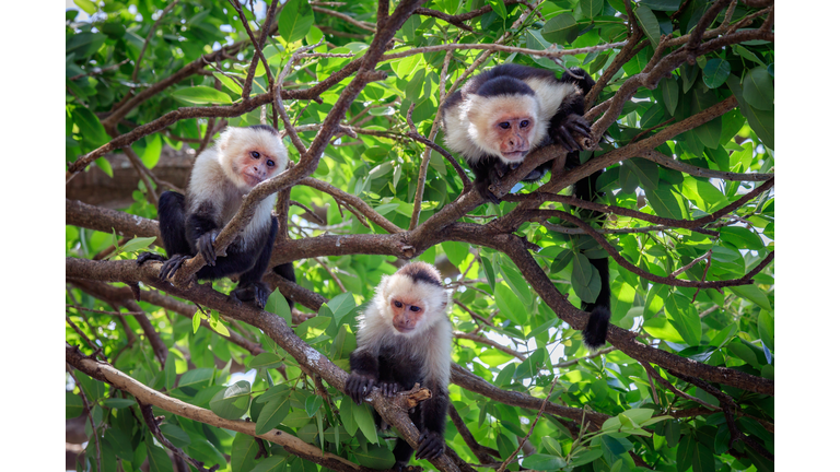 Three Capuchin Monkeys on Tree