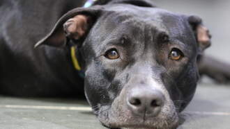 Dennis has a lot to say!  Your Daily Dog Video