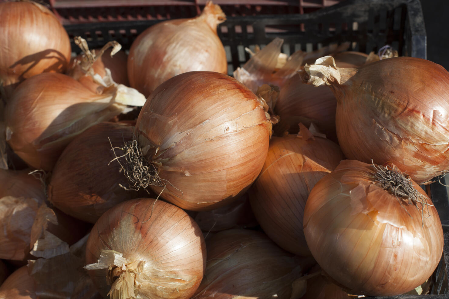 Sweet vidalia onion