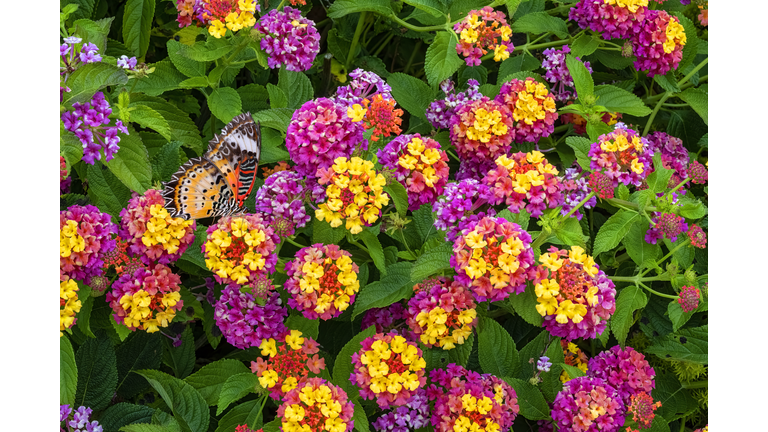 Pink and yellow Lantana Camara Flowers  Orange butterfly feeding on flower.