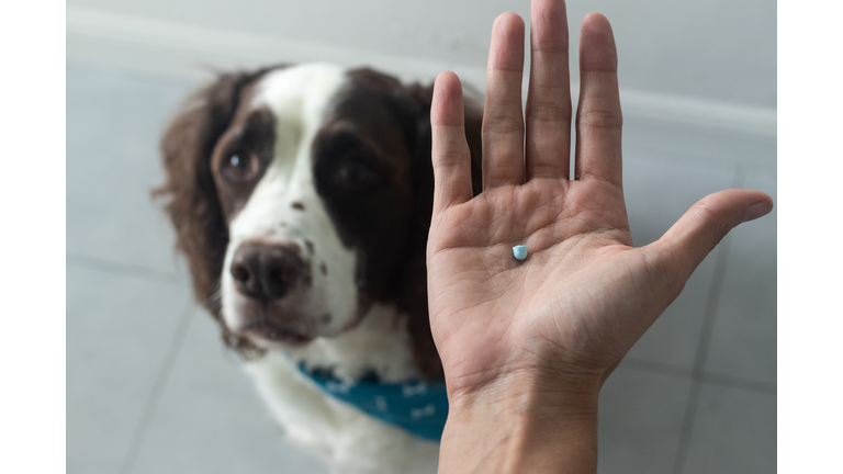 selective focus of a dog and a hand with a thyroid pill for a springer spaniel. Senior dog