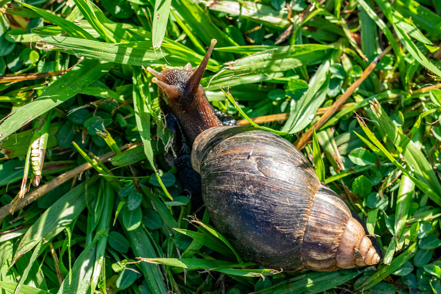 Giant African Snail (Achatina fulica) Entebbe, Uganda