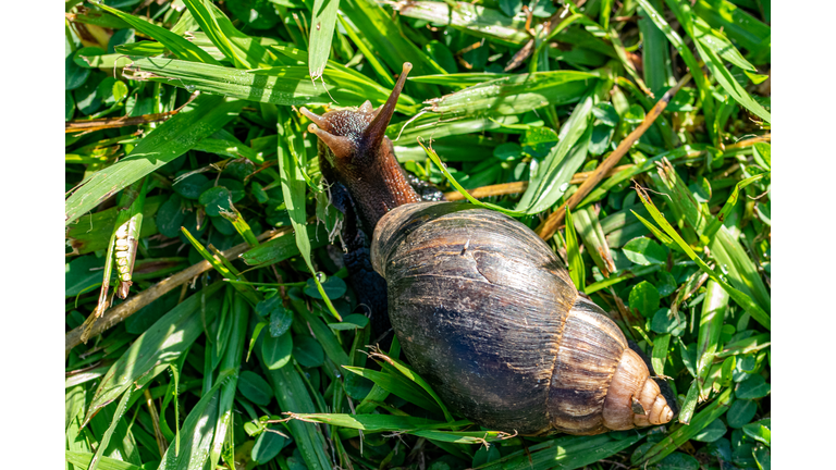 Giant African Snail (Achatina fulica) Entebbe, Uganda