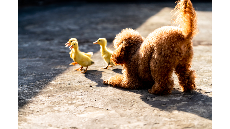 Dog and ducklings