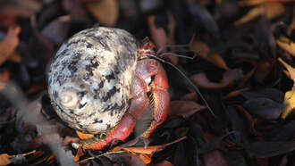 Camper awakes to knife-carrying killer crab at tent: ‘Lucky to be alive’