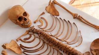 A Couple Finds a Plastic Skeleton Hidden Behind Their Bathroom Wall