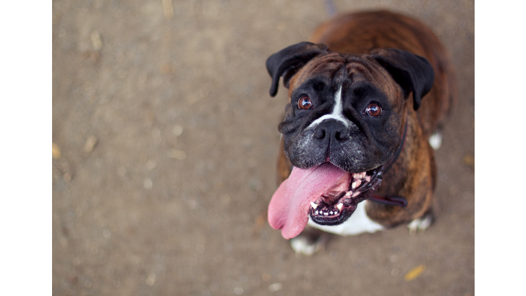 Boxer dog