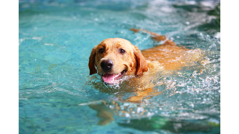Dog swimming