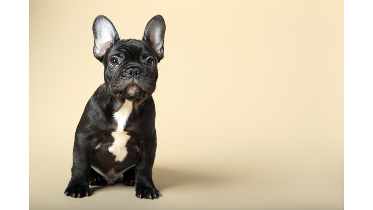 French Bulldog Puppy