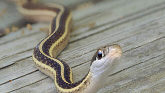 Snake Falls Out Of Woman's Air Conditioning Unit 