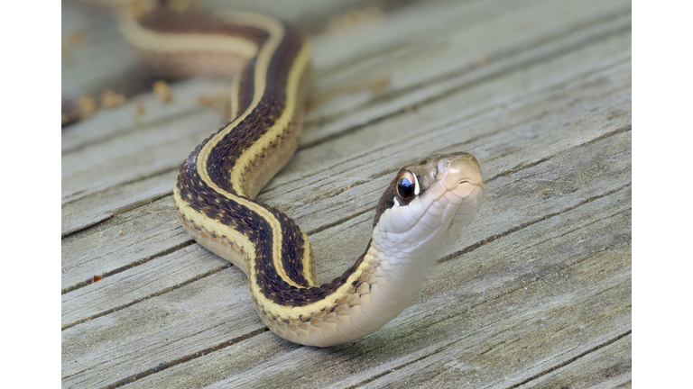 A Close-up Focus Stacked Image of a Ribbon Snake on a Wooden Deck