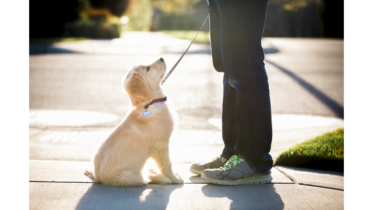 Low section of woman with puppy standing on footpath