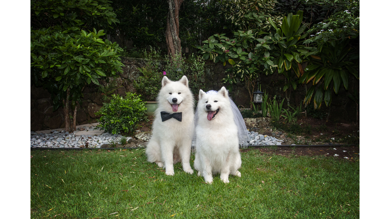 Samoyed Life: Wedding Day in a Garden