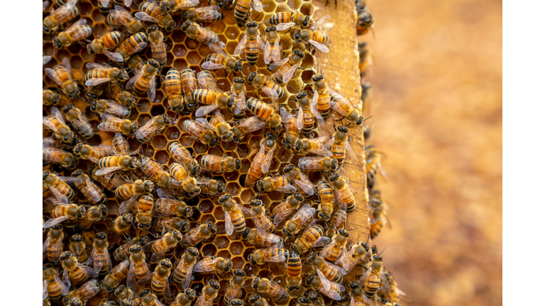 Queen Honey Bee from Vietnam - High Quality - 8K Resolution
