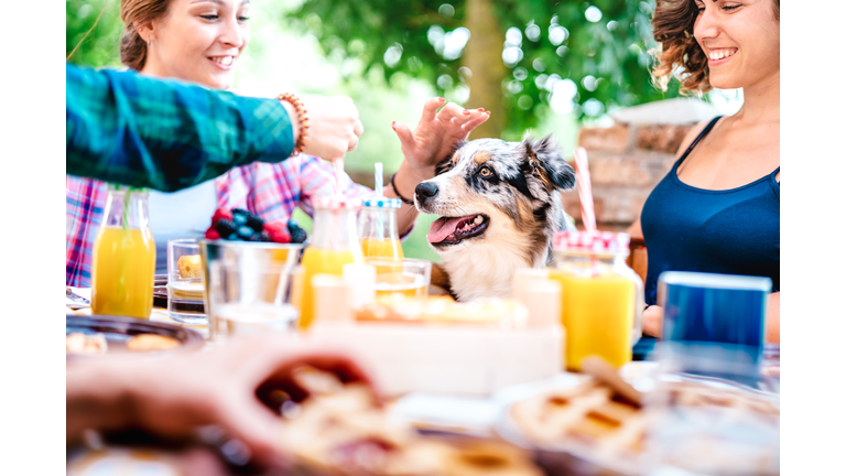Young women on healthy pic nic breakfast with cute puppy at countryside farm house - Genuine life style concept with millennial friends having fun together outside at garden party