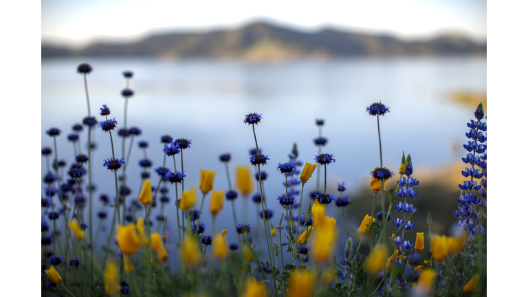 Sea Of Springtime Wildflowers Spreads Across Southern California