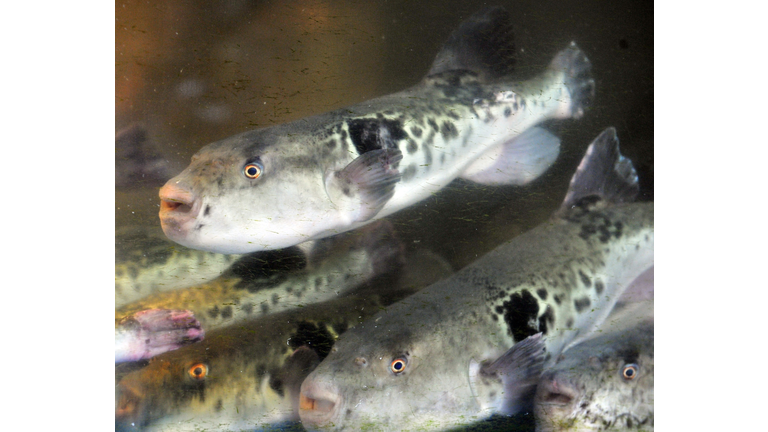 TO GO WITH AFP STORY JAPAN-GASTRONOMY-FI