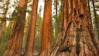 Hidden Archeology & Cosmic Hierarchy