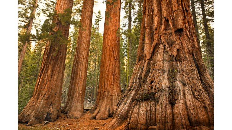 Mariposa Grove trees