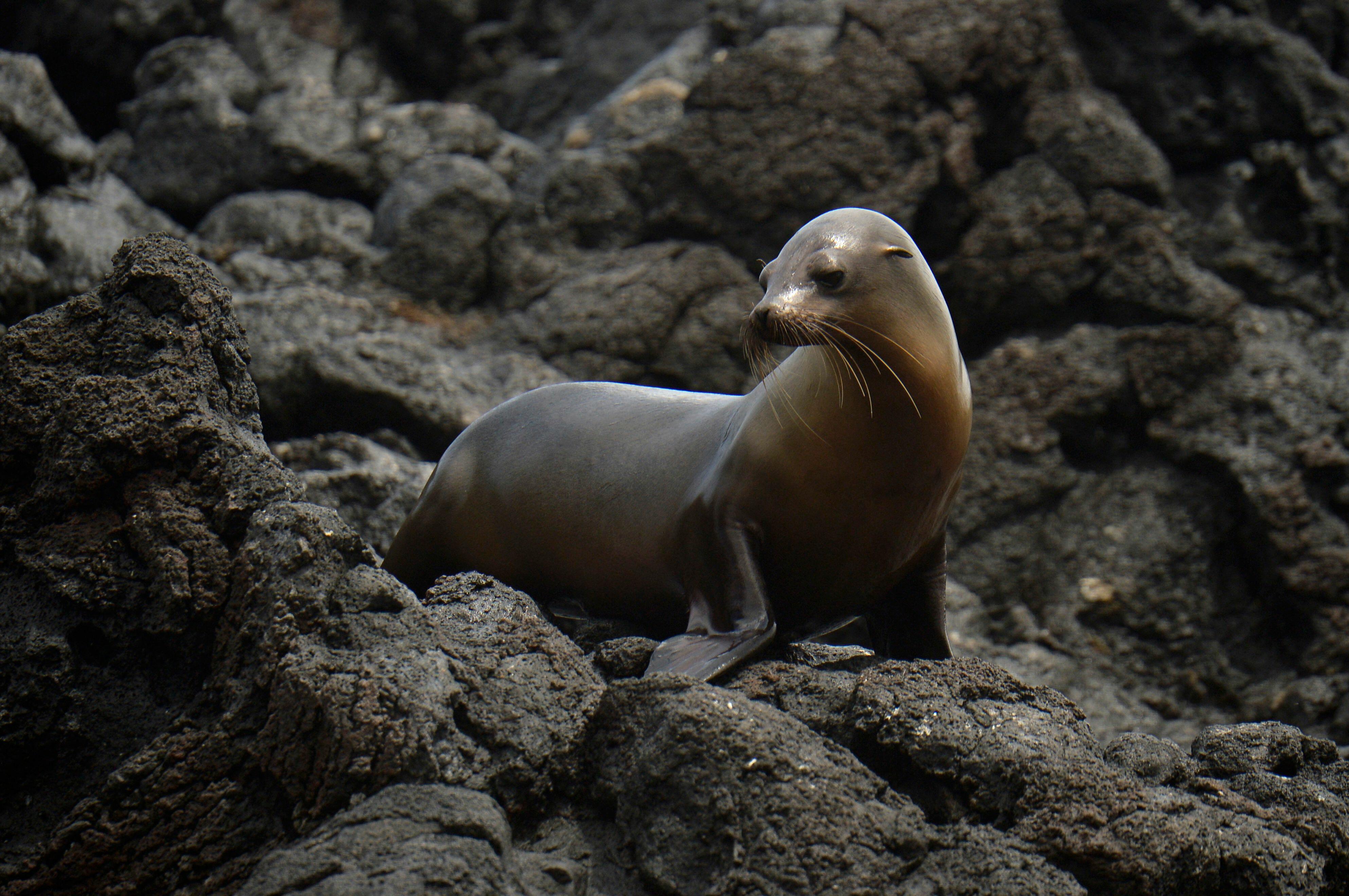 Video Shows Sea Lions Chase Beachgoers at La Jolla Cove in San Diego,  California