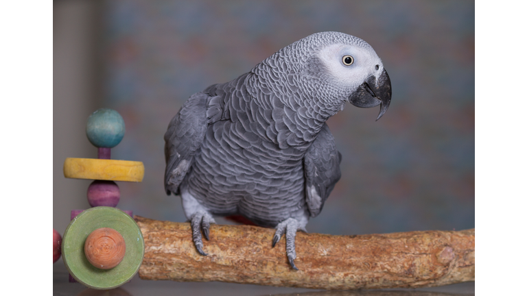 African Grey parrot stood on a natural wooden perch