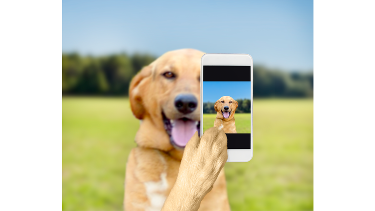 dog taking a selfie