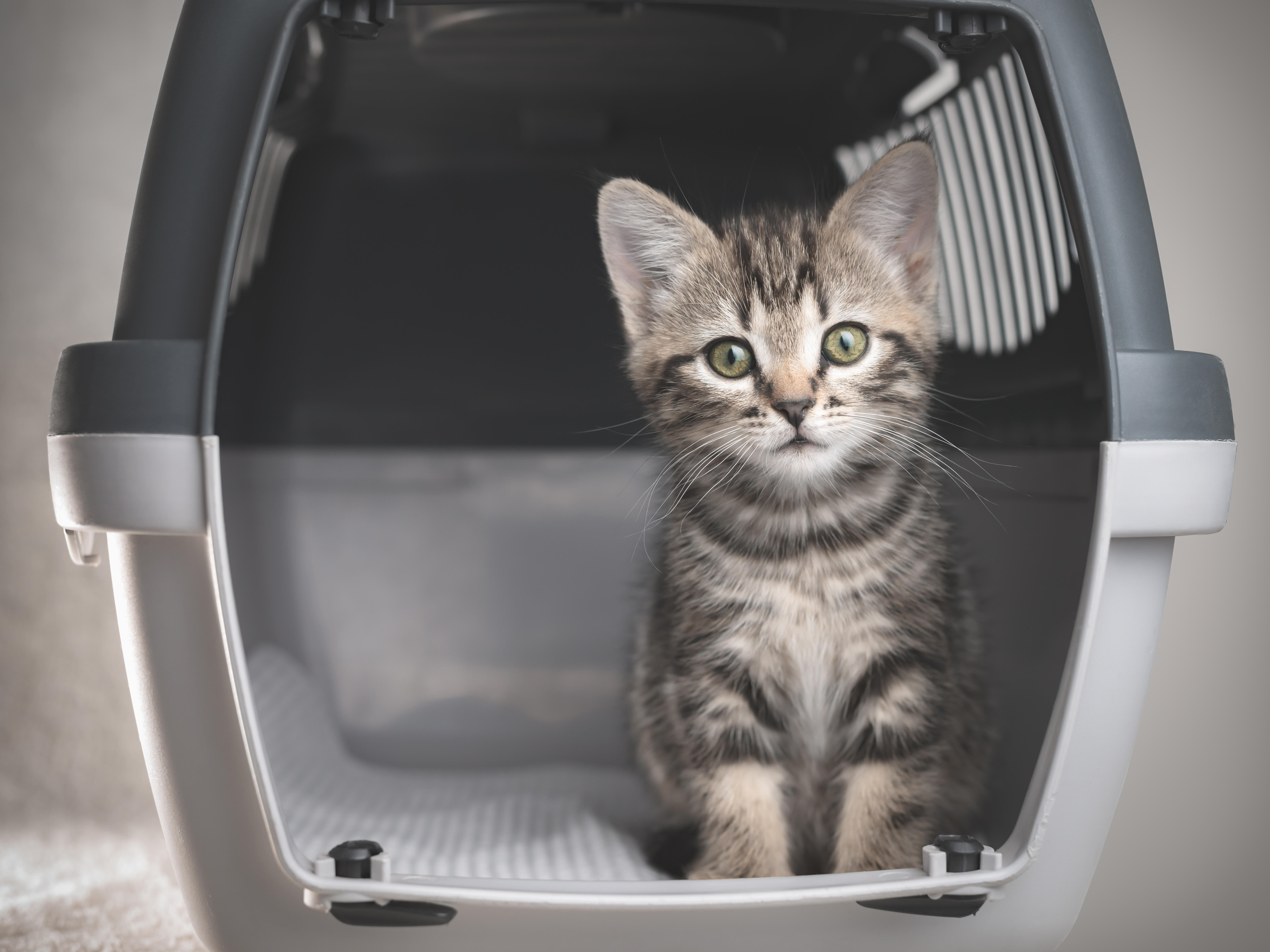 INDIANA TROOPERS RESCUE KITTEN FROM ENGINE COMPARTMENT OF PATROL VEHICLE