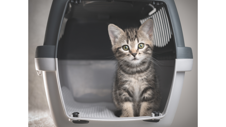 Tabby kitten in a Pet Travel Carrier