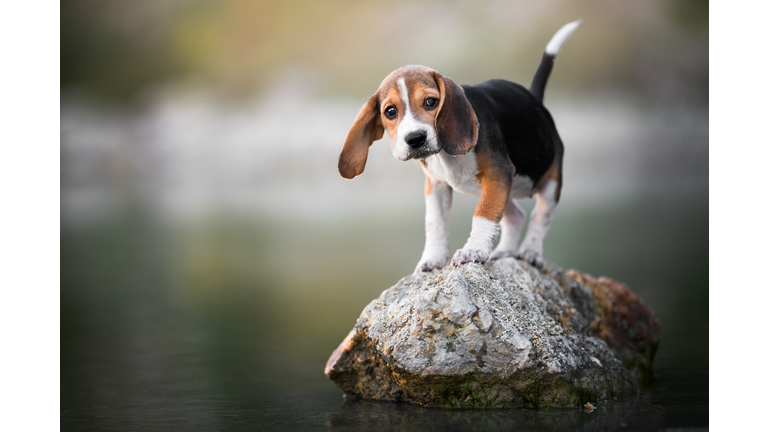 Close-up of beagle looking away while standing on rock,Poland
