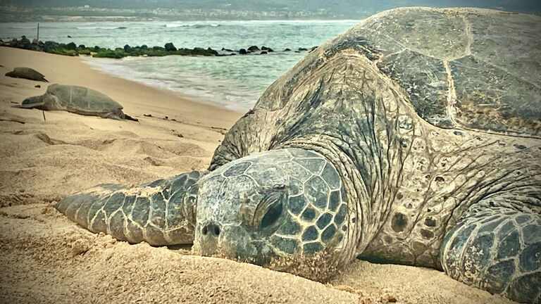 green sea turtles resting on the warm maui sands / green turtle / black sea turtle / pacific green turtle / chelonia mydas