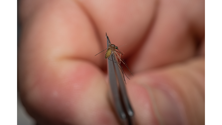 Mosquitos In Kentucky Are Tested After West Nile Virus Found In Area