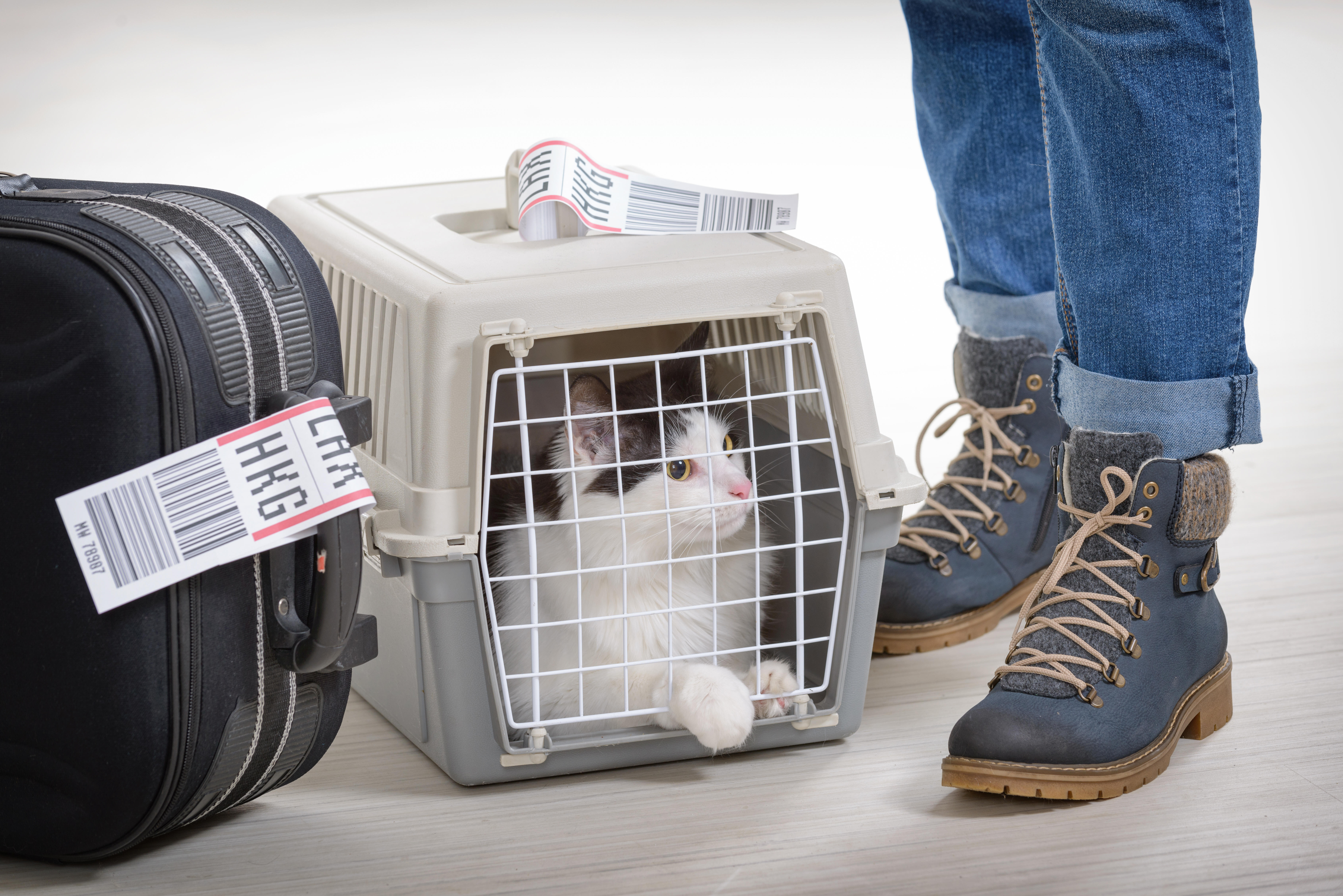 Flight Attendant Wrangles Cat That Got Loose On A Flight  98.7 The Gator