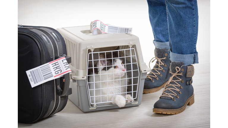 Cat in the airline cargo pet carrier