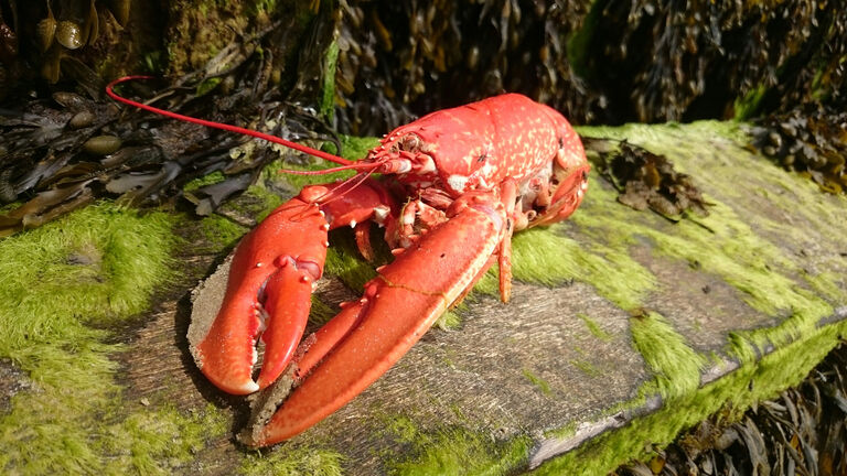 Close-Up Of Lobster On Moss Covered Wooden Plank