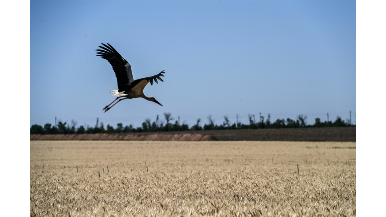 UKRAINE-AGRICULTURE-ANIMALS-WHEAT