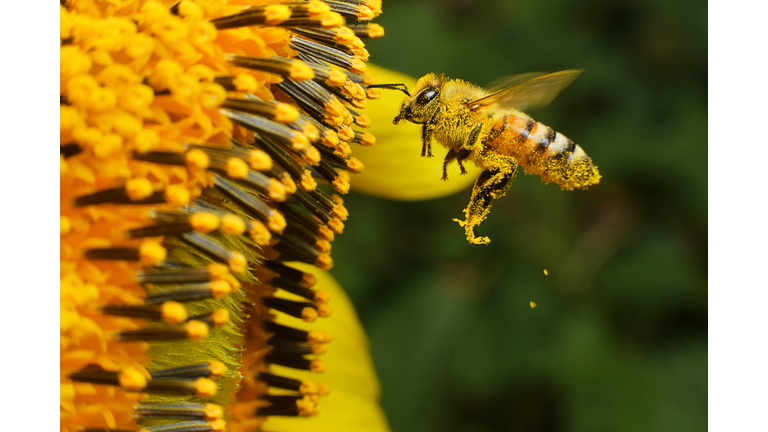 bee at working