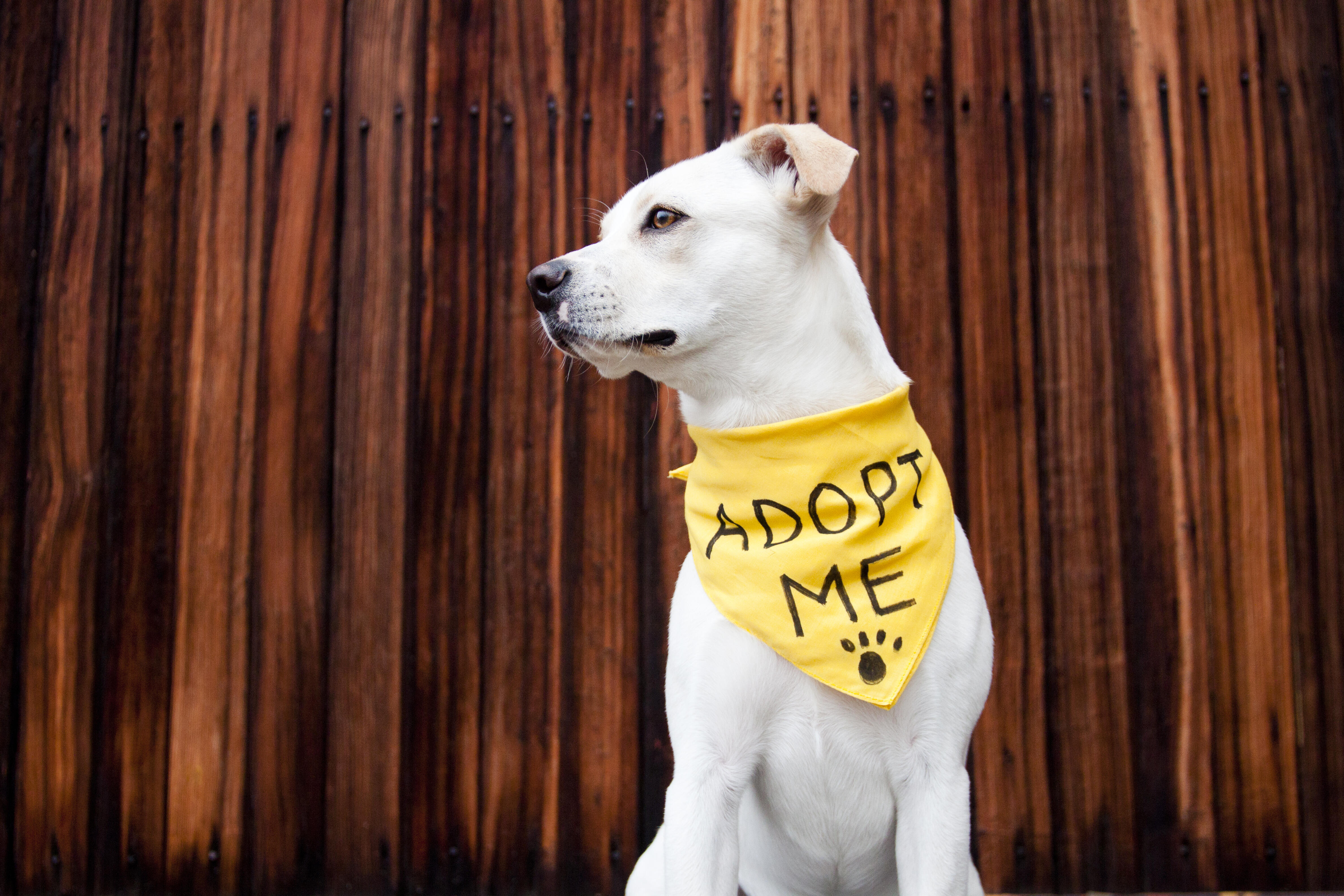 Meet Nickel! She's A Wonderful Pup That's Ready To Meet You!  KOST 103.5