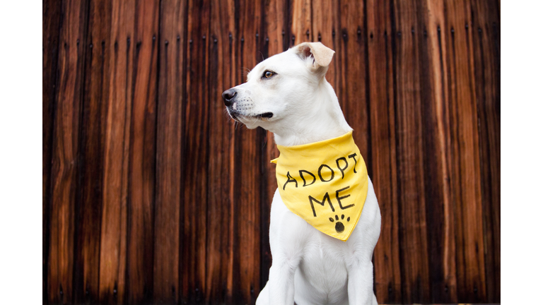 White Adoptable Dog