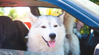 Top 5 Dog Breeds A Vet Says She Would Not Own