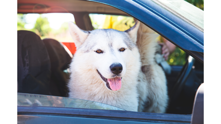 A white Siberian husky in a car, looking out the open window with his tongue out
