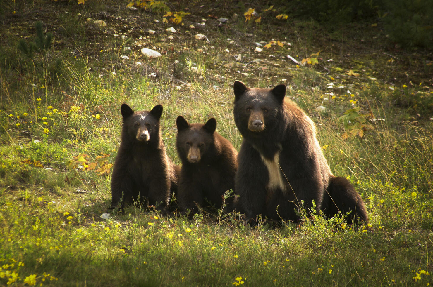 Mother bear with her two cubs.