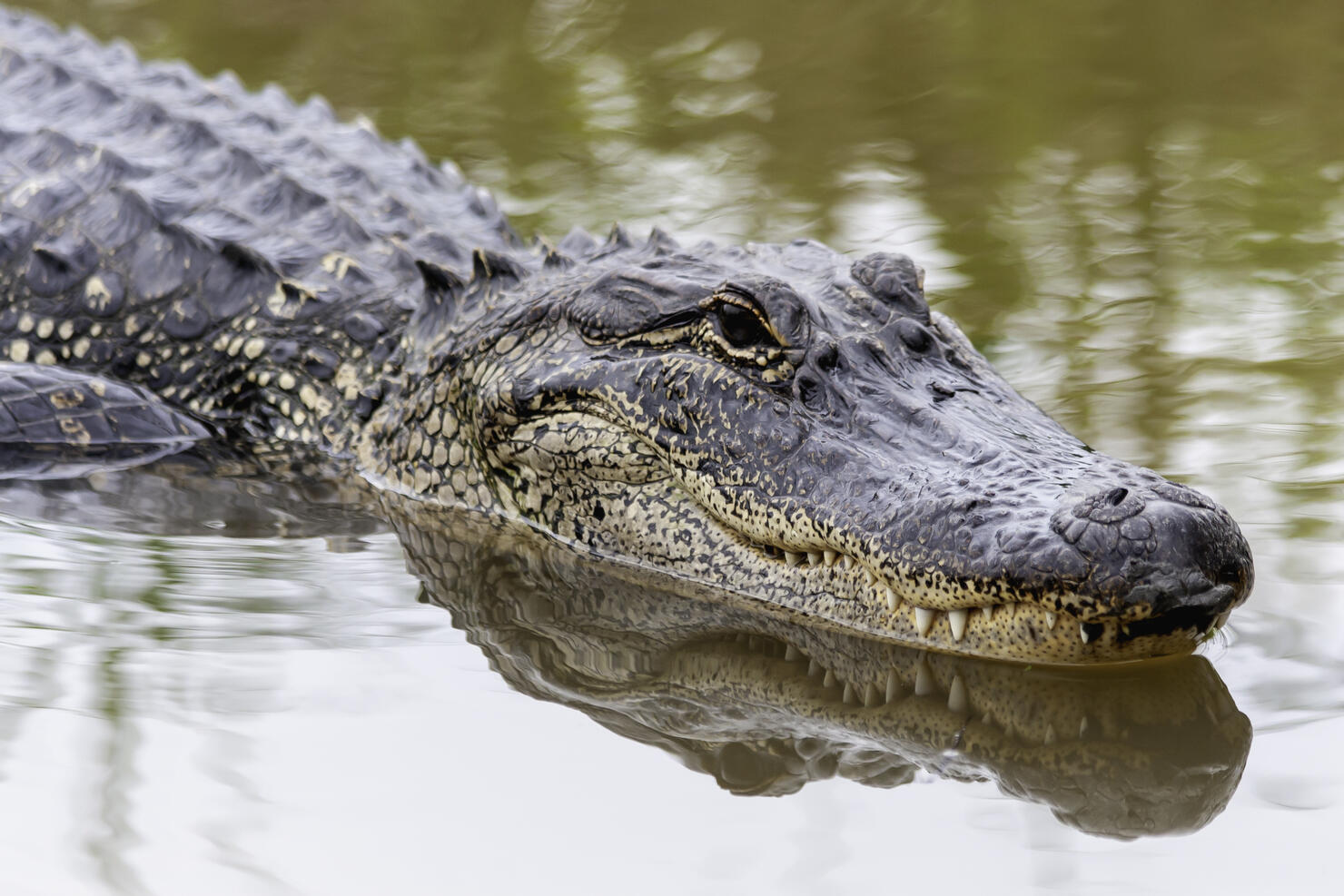 American Alligator swimming in the spring swamp