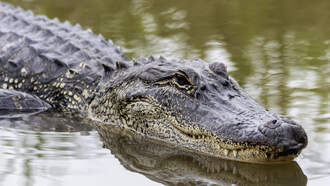 This Emotional Support Alligator Is Up For "America's Favorite Pet"
