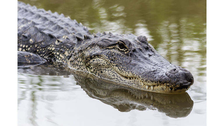 American Alligator swimming in the spring swamp